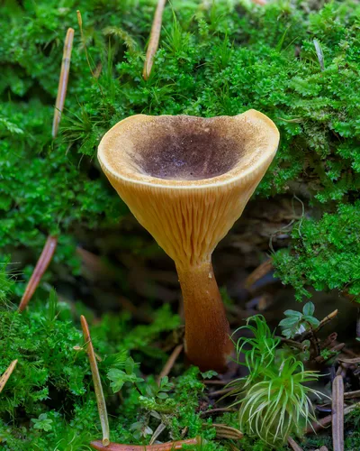Foxy False Chanterelle