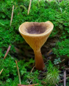 Foxy False Chanterelle thumbnail 1