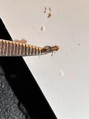 Philopterus rutteri