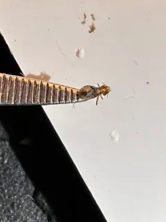 Philopterus rutteri thumbnail 1