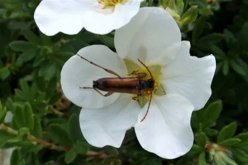 Pidonia aurata