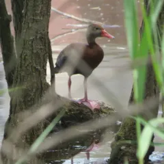 Black-bellied Whistling-Duck thumbnail 4