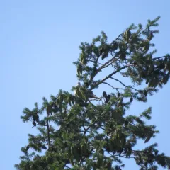 Eurasian Collared-Dove thumbnail 2