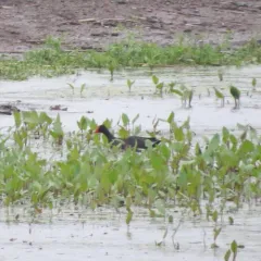 Common Gallinule thumbnail 3