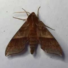Azalea Sphinx thumbnail 4