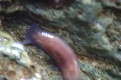 Polycelis coronata thumbnail 1