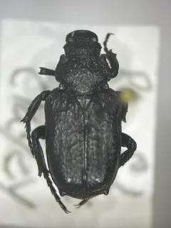 Cremastocheilus castaneae thumbnail 3