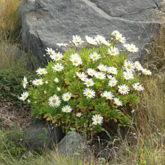 Nippon daisy thumbnail 2