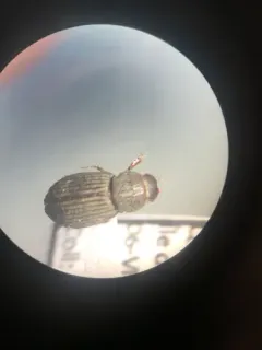 Dialytes striatulus thumbnail 2