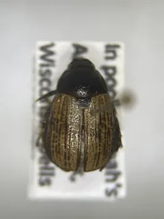 Anomala ludoviciana thumbnail 2