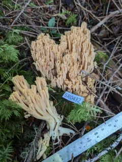 Ramaria celerivirescens thumbnail 3