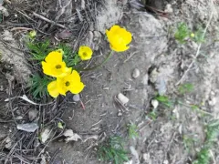 alpine buttercup thumbnail 2