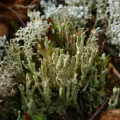 Powdered Funnel Lichen thumbnail 4
