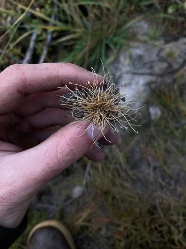 Beautiful Spikerush