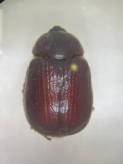Orizabus pyriformis thumbnail 3