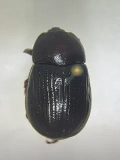Aphonus tridentatus thumbnail 2
