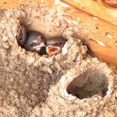 Cliff Swallow thumbnail 4