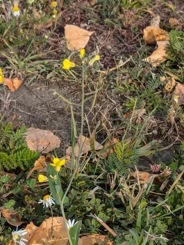 rapeseed