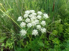 Milk Parsley thumbnail 2