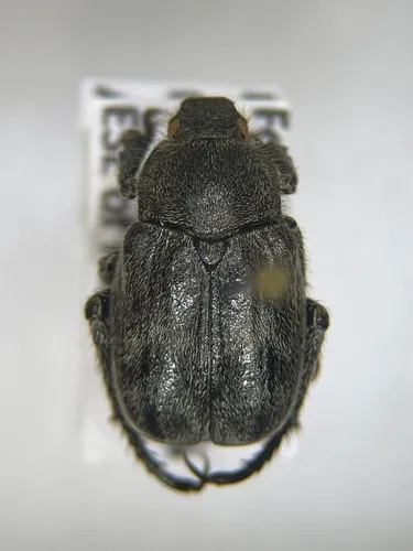 Dark hoplia