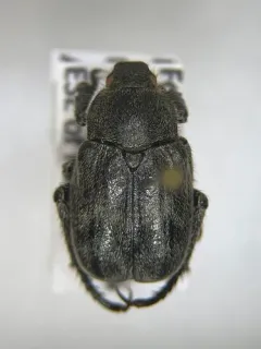 Dark hoplia thumbnail 1