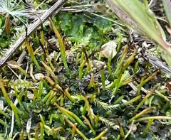 Carolina hornwort thumbnail 4