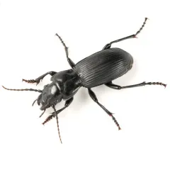 Pterostichus lama thumbnail 1