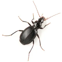 Round-winged Harp Ground Beetle thumbnail 1