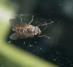 Hybomitra nuda thumbnail 2