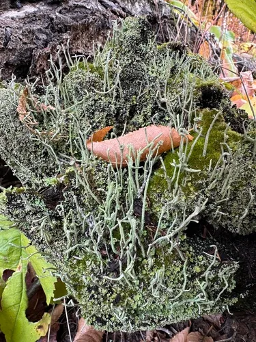 Antlered Powderhorn