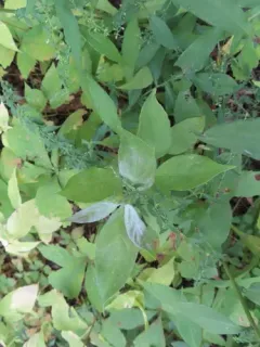 Erysiphe tortilis thumbnail 1