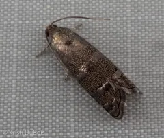 Ponderosa Pine Seedworm Moth thumbnail 4