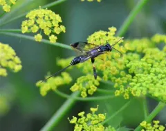 Spilopteron franclemonti thumbnail 1