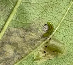 Stigmella rhamnicola thumbnail 4