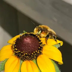 broad-handed leafcutter bee thumbnail 4