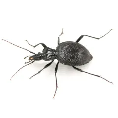 Margined Snail-eating Beetle thumbnail 2