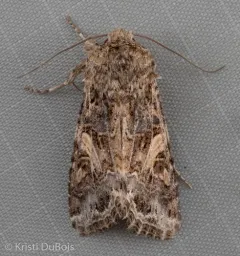 Western Yellow-striped Armyworm Moth thumbnail 2