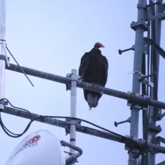 Turkey Vulture thumbnail 4