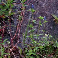 Narrowleaf Gentian thumbnail 2