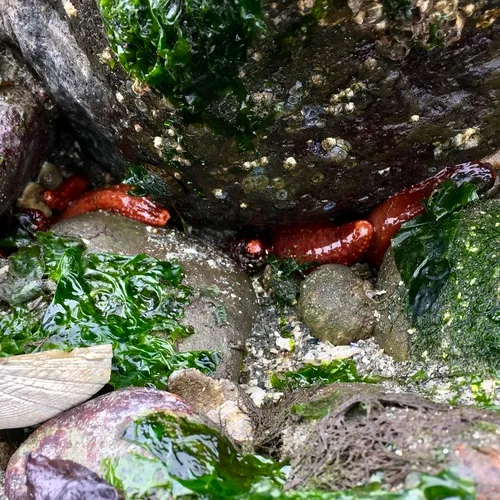 Orange Sea Cucumber