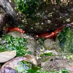 Orange Sea Cucumber thumbnail 1