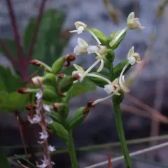 small green wood orchid thumbnail 3