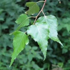 gray birch thumbnail 1