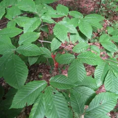 American beech thumbnail 2
