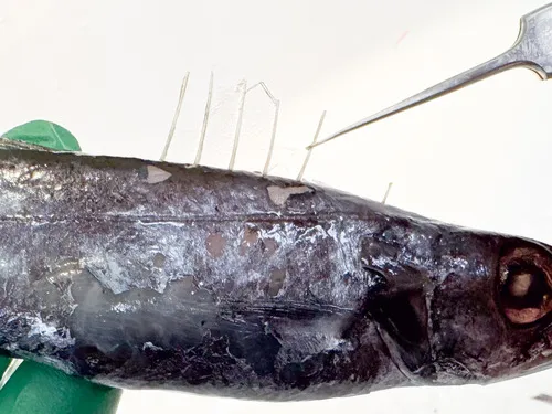Black Snake Mackerel