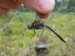 Treeline Emerald thumbnail 4