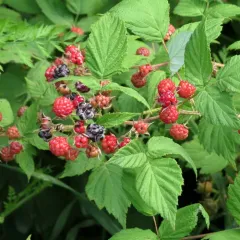 black raspberry thumbnail 5