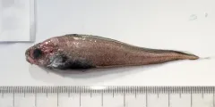 Shortbeard Codling thumbnail 2