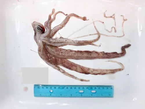 Verany's Long-armed Squid
