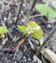 Common Buckwheat thumbnail 4